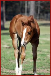 Dominates Image x Thats Y Im Cool 2011 Filly 1781.jpg